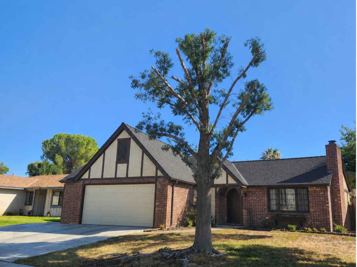 A reduced pruned tree stands before a red-brick Tudor cottage with cream trim and a dark roof.