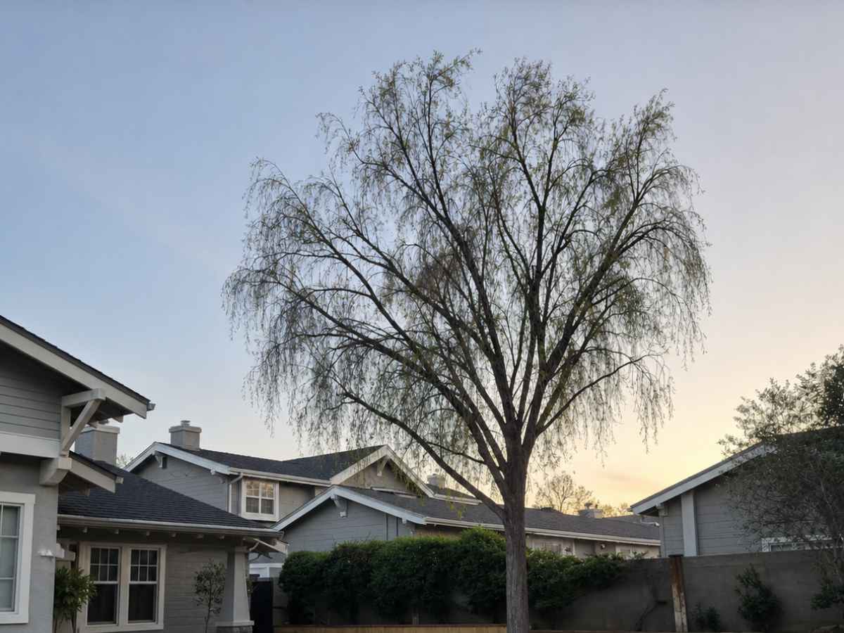 A moderately smaller willow-like tree stands among pale-gray Craftsman homes in soft evening light.