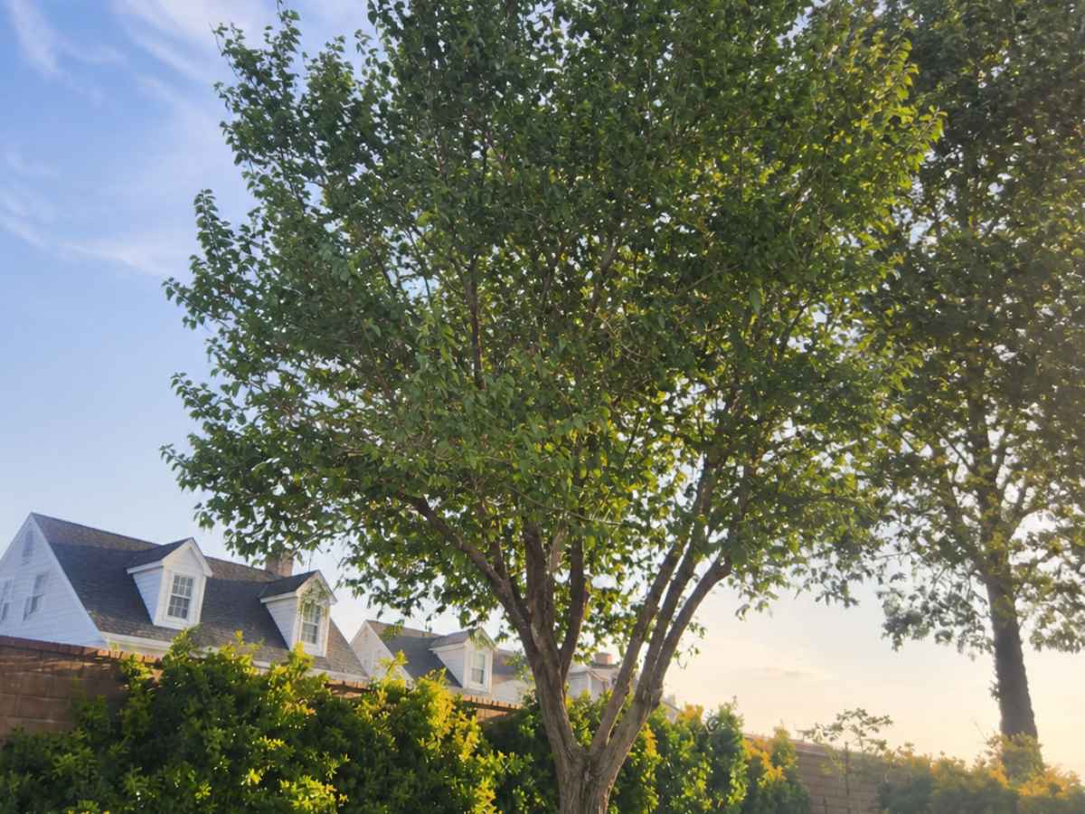A reduced leafy backyard tree frames white Cape Cod rooftops above a sunlit hedge.