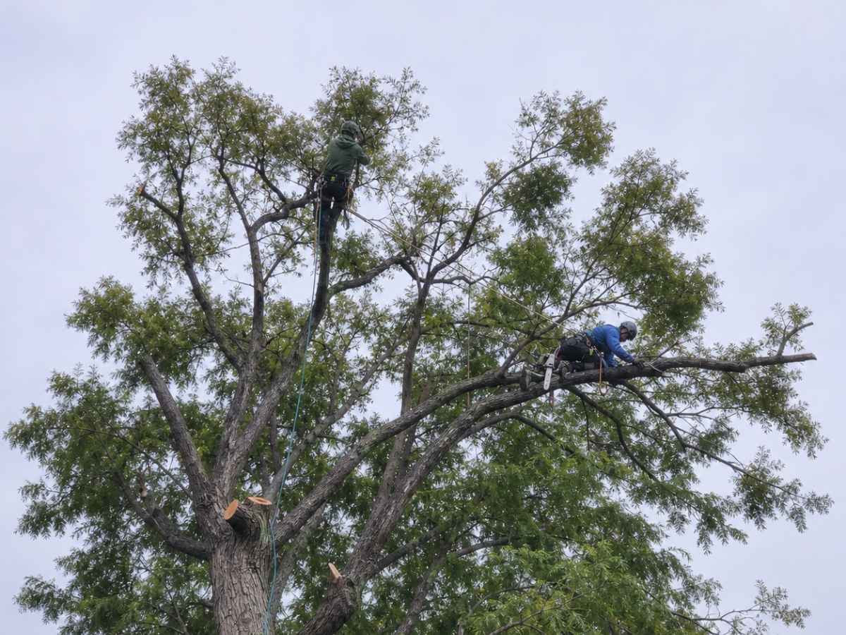 Two arborists in blue and green climbing gear work among the branches of a moderately reduced tree.