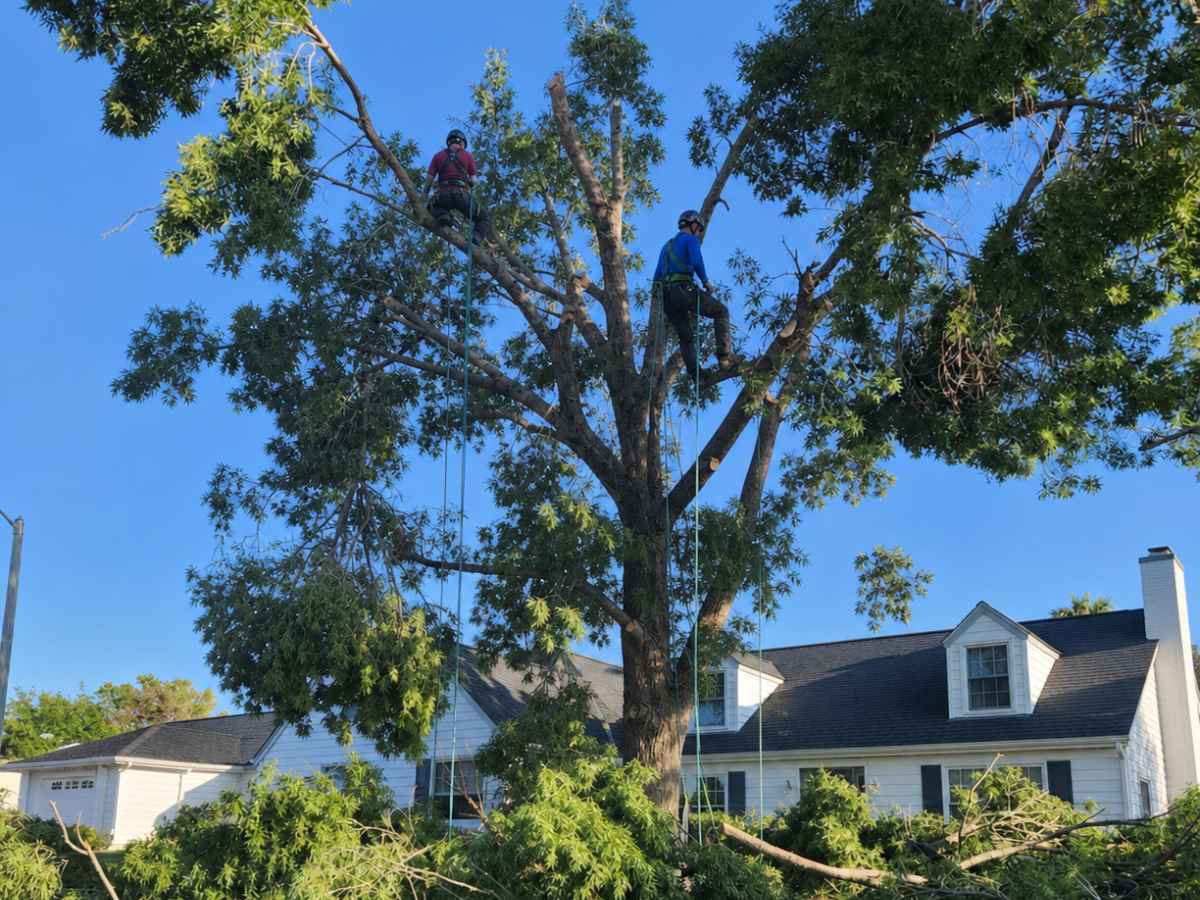 Arborists in blue and burgundy work high in a reduced tree above fallen limbs and a white Cape Cod home.