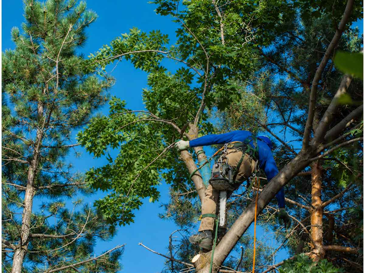 An arborist in a cobalt-blue jacket and tan protective trousers climbs through a leafy tree with ropes and an unbranded chainsaw under a clear blue sky.