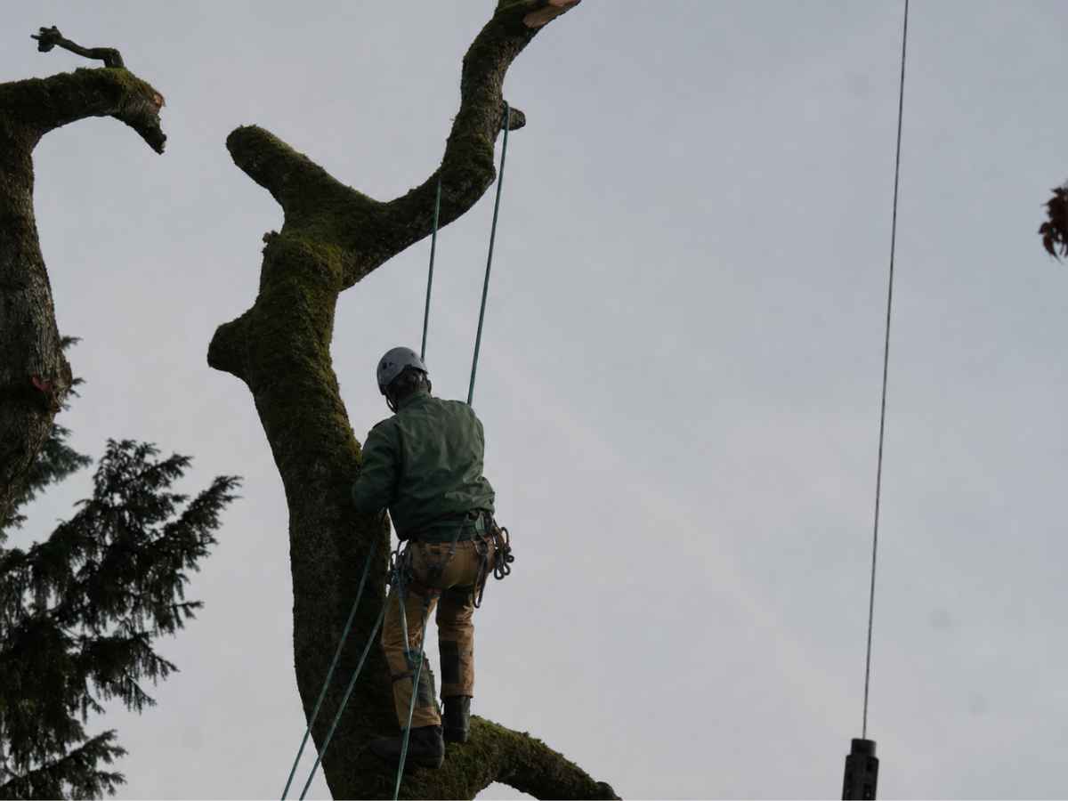 An arborist in a forest-green jacket and tan protective trousers works from ropes on a moss-covered, heavily pruned tree beneath an overcast sky.