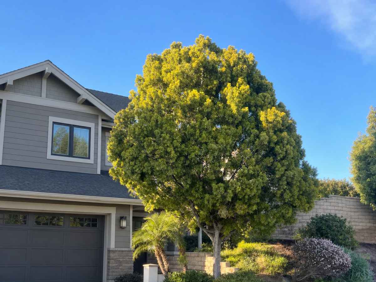 A neatly rounded mature tree stands beside the driveway of a pale-gray Craftsman home with a dark shingle roof.
