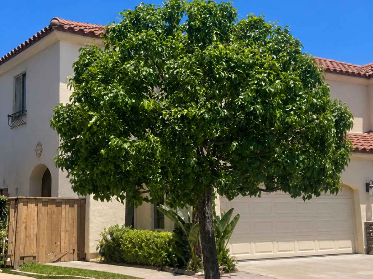 A compact leafy tree shades the lawn in front of a cream-stucco Spanish Revival home with a red tile roof and garage.