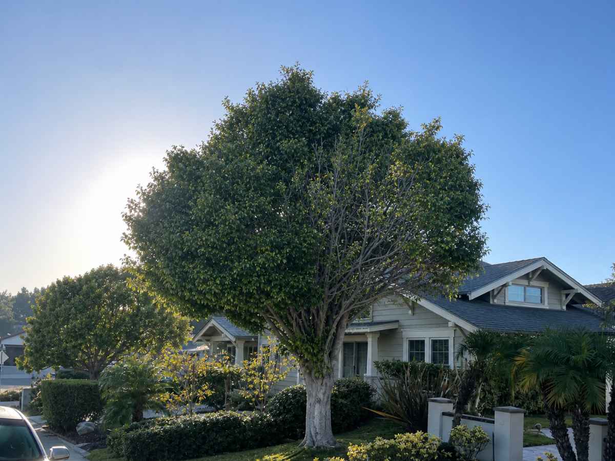 A large, naturally thinned tree stands in a landscaped neighborhood of pale-gray Craftsman homes, with part of a car visible at the curb.