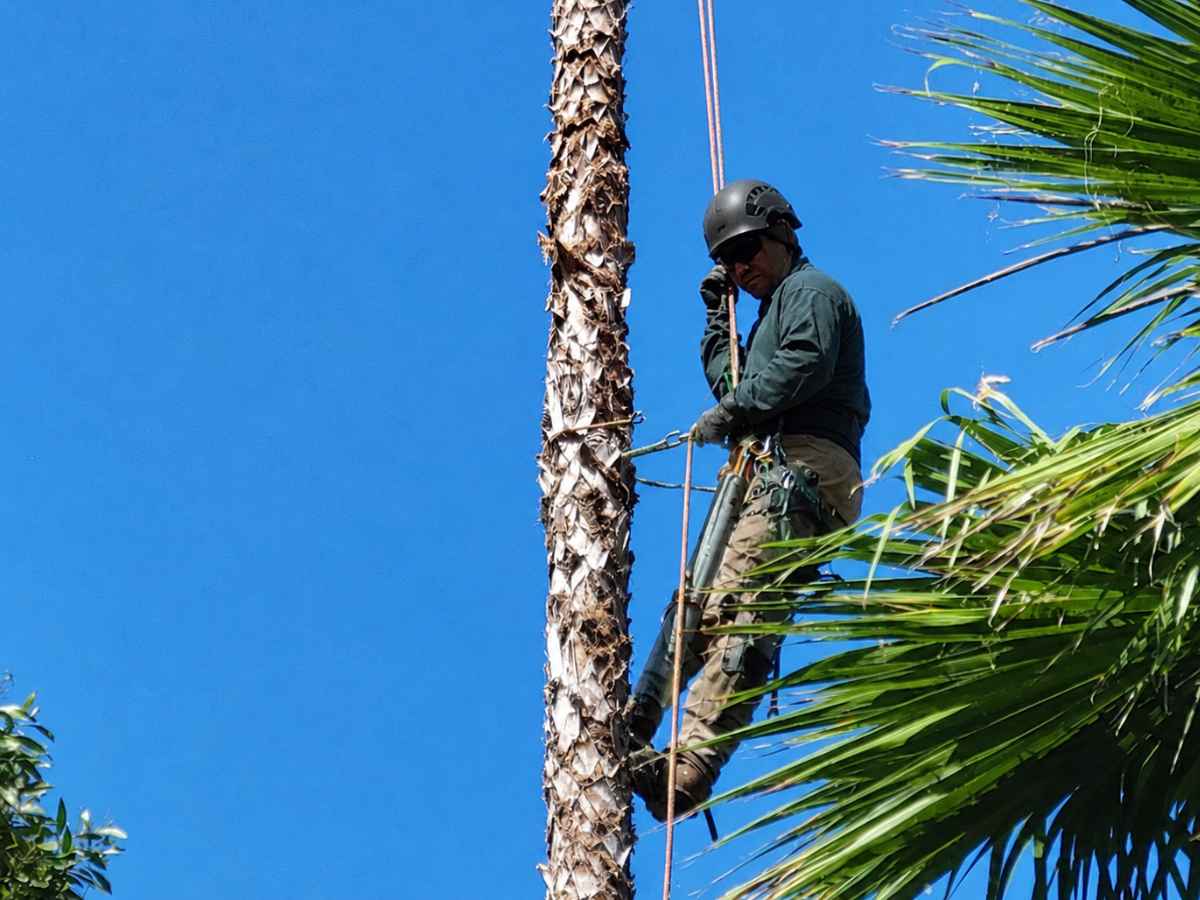 An arborist in a dark-teal jacket, tan protective trousers, and graphite helmet climbs a palm trunk with ropes and unbranded equipment.
