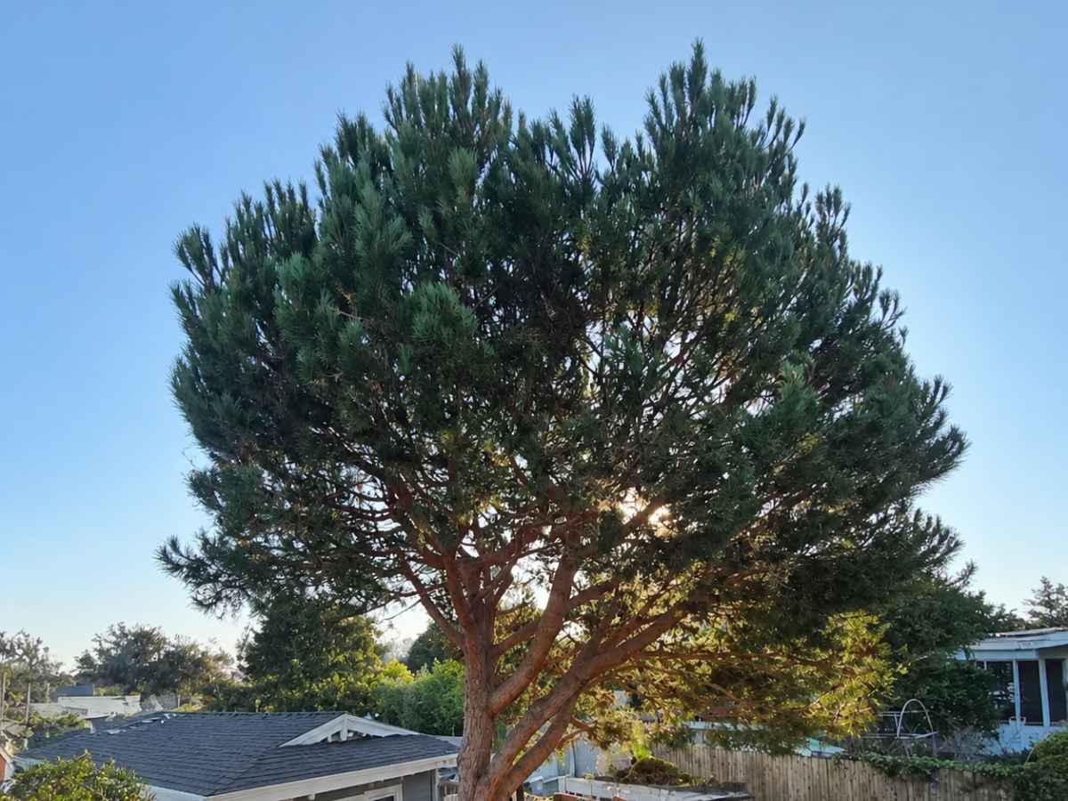 A broad mature pine filters warm sunlight above pale-gray Craftsman-style neighborhood roofs and backyard landscaping.