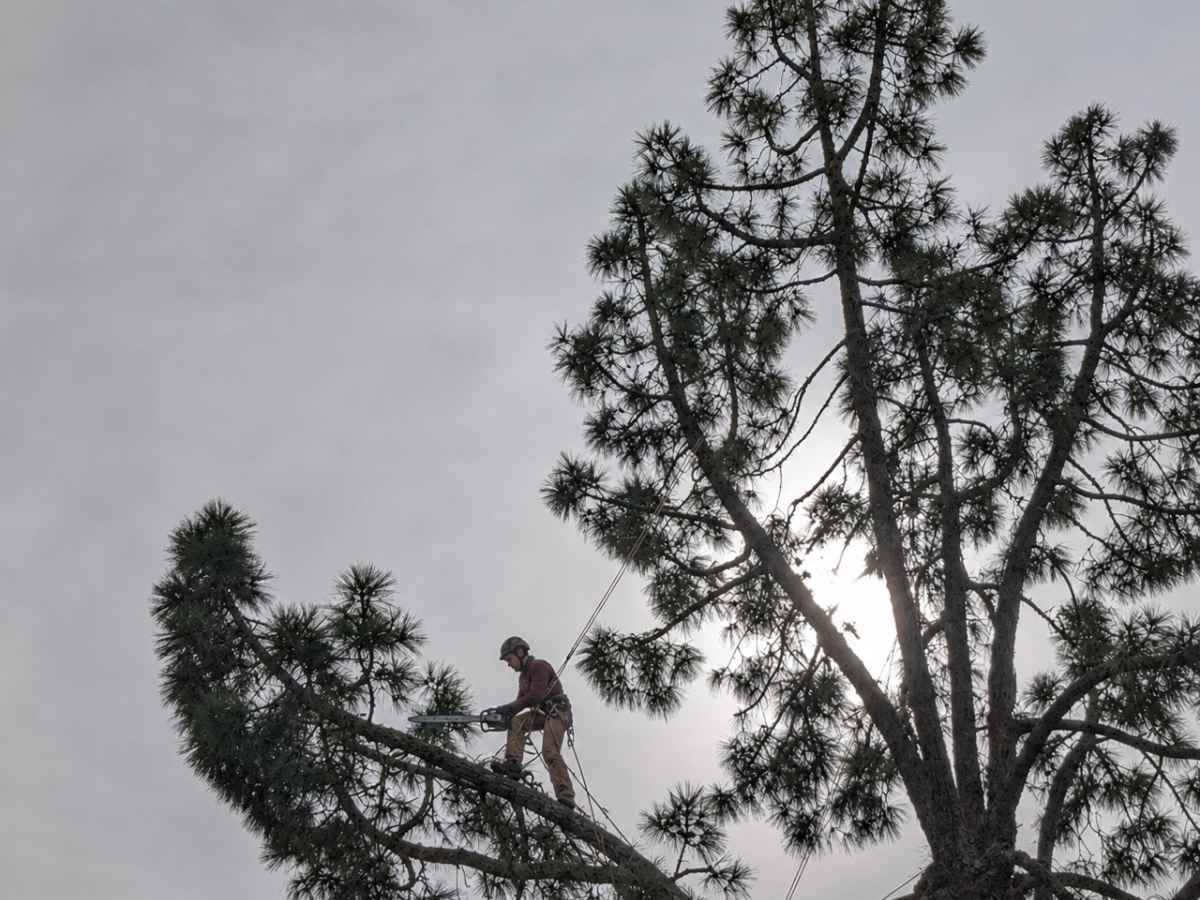 An arborist in burgundy and navy protective clothing uses an unbranded chainsaw high on a pine branch beneath a gray overcast sky.
