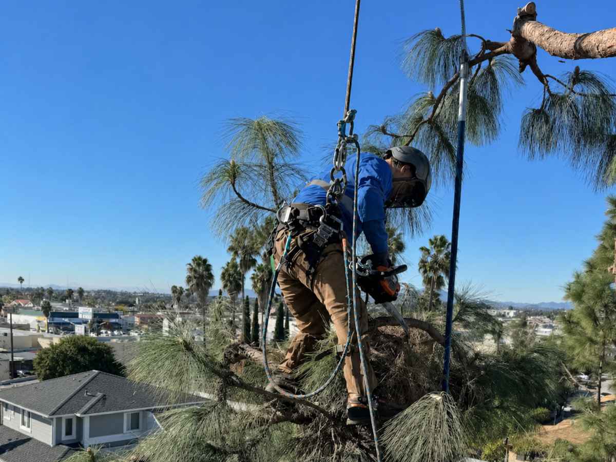 An arborist in a blue shirt and tan trousers climbs with ropes and a chainsaw near a pine's top, with palm trees and rooftops spread out below.