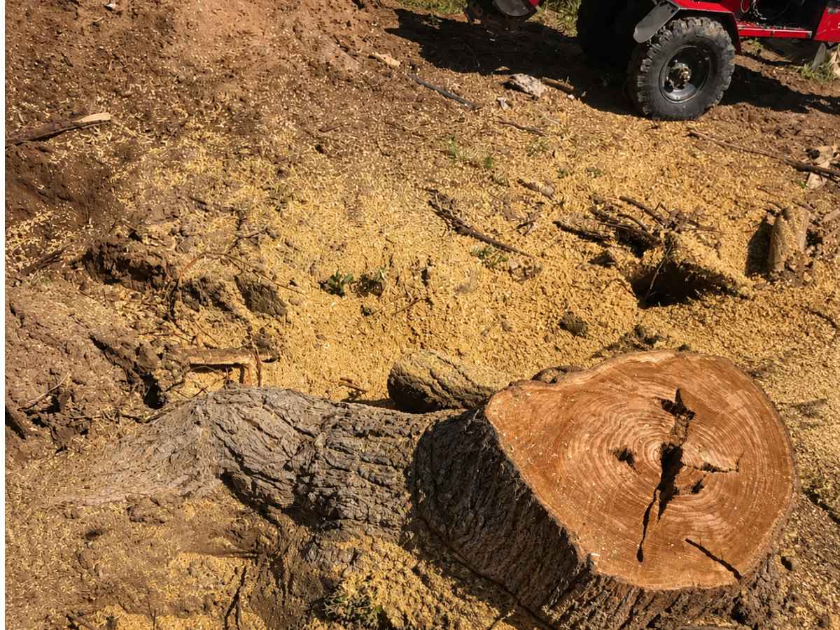 A fresh-cut stump and exposed roots lie in deep sawdust with part of a bright-red stump grinder visible above.