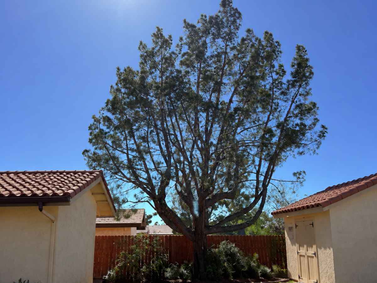 A moderately smaller evergreen tree stands between cream-stucco Spanish Revival outbuildings beneath bright sun.