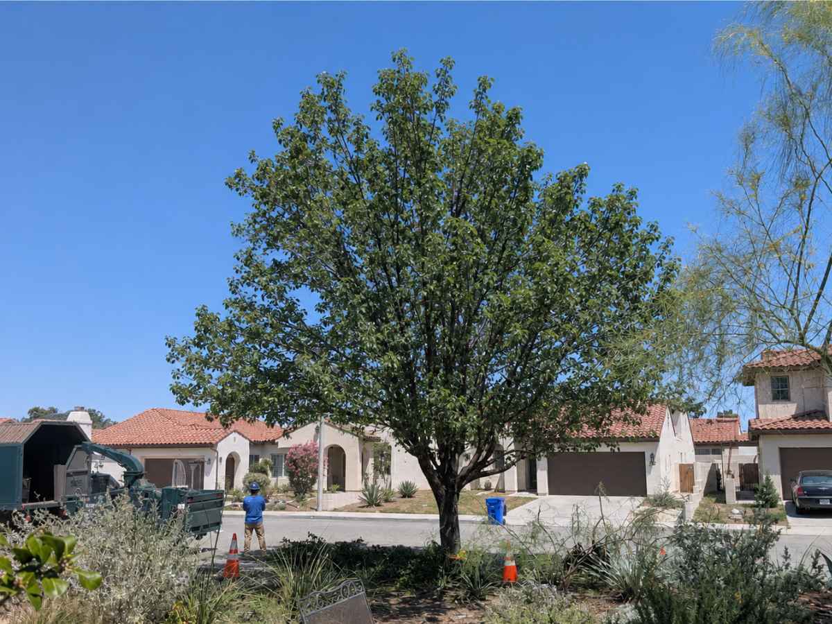 A smaller leafy tree frames a blue-clad worker, unbranded teal equipment, and Spanish Revival homes across the street.