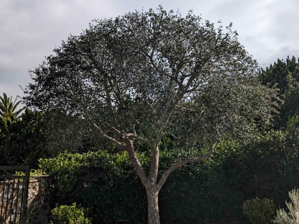 A moderately reduced olive-like garden tree stands before dense hedges, rocks, and an iron gate.