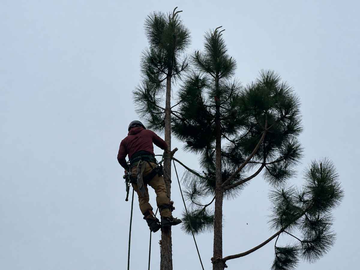 An arborist in burgundy and tan climbing gear works near the tops of moderately reduced pine trees.