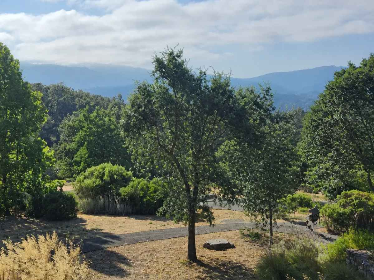 Moderately reduced hillside trees overlook garden paths and mountains, with plain dark equipment near the left tree.