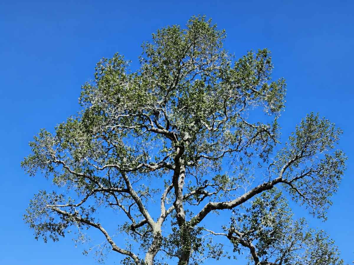 A reduced mature tree spreads slender branches and sparse green foliage across a vivid blue sky.