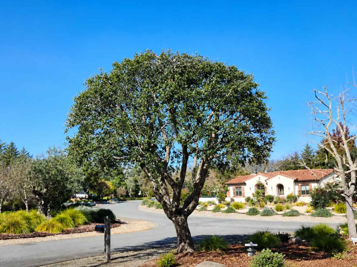 A moderately smaller oak stands across from a cream Spanish Revival home, with a small dog at lower left.