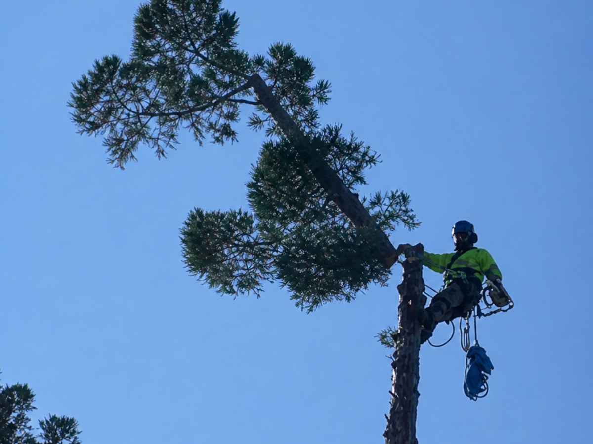 An arborist in green workwear and blue safety gear climbs a slim leaning pine beneath a clear blue sky.