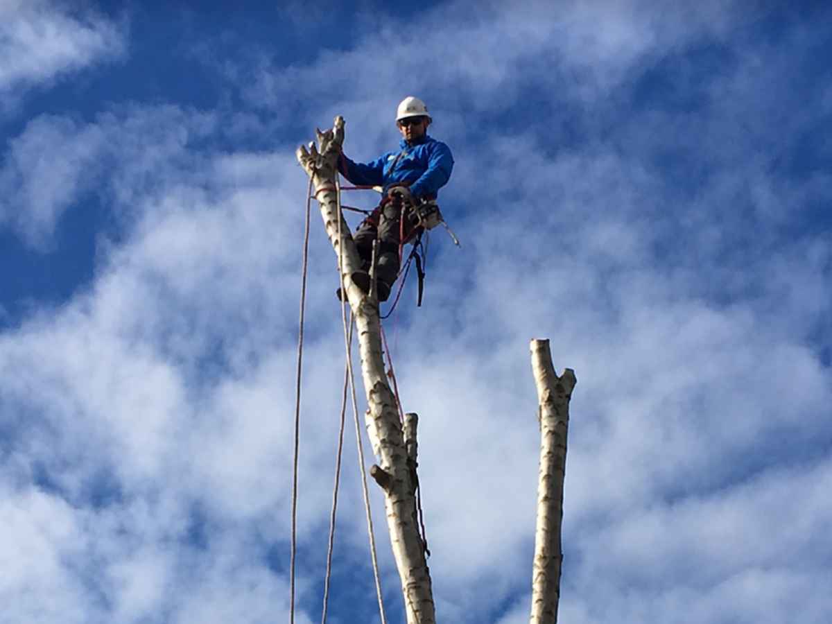 An arborist in a blue jacket works from the top of a heavily pruned forked tree against a cloud-filled sky.