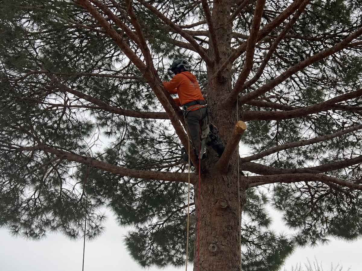 An arborist in an orange jacket climbs a broad pine above a cream residence with a terracotta-tile roof.