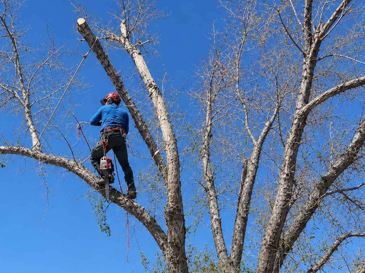 Two arborists in blue and green workwear remove limbs from a leafless tree beside a gray craftsman bungalow.