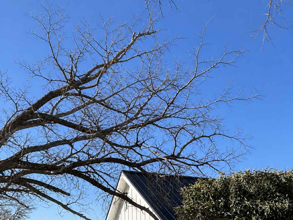 Bare tree branches spread across a bright blue sky above a white modern farmhouse with a steep dark roof.