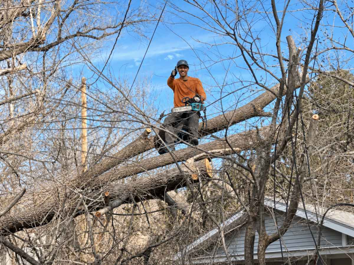 An arborist in orange workwear stands on cut tree limbs with a teal chainsaw above a gray craftsman residence.