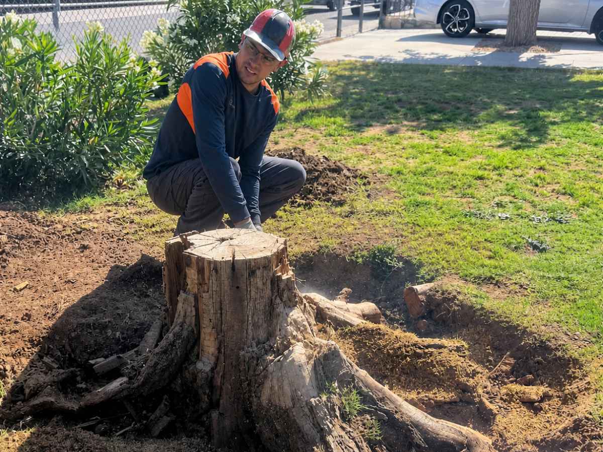 A worker in navy and orange crouches behind a shortened stump surrounded by exposed roots and disturbed soil.