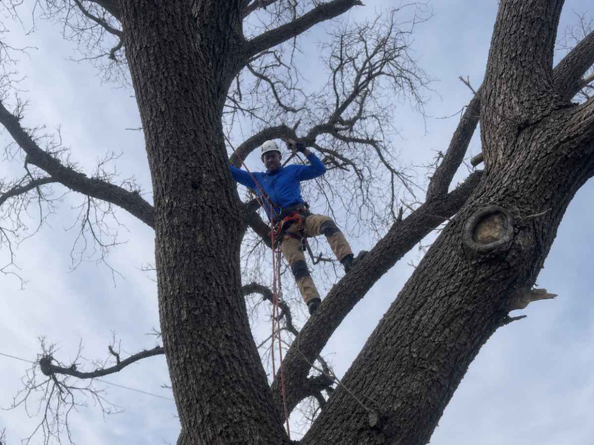 An arborist in a blue jacket and tan work pants climbs within the thick fork of a large leafless tree.