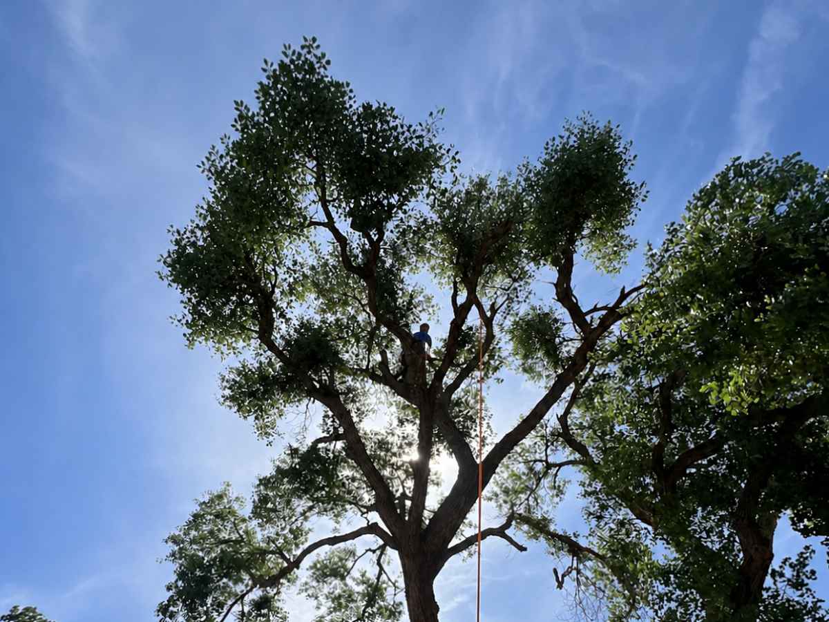 A distant arborist in blue works high in a pruned leafy tree with an orange climbing rope hanging toward the ground.