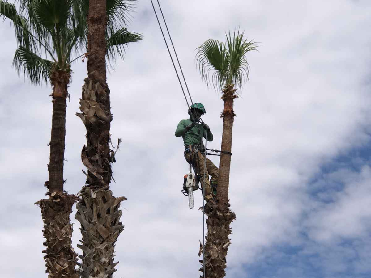 An arborist in green workwear is suspended beside a shortened palm with teal safety equipment and a hanging chainsaw.