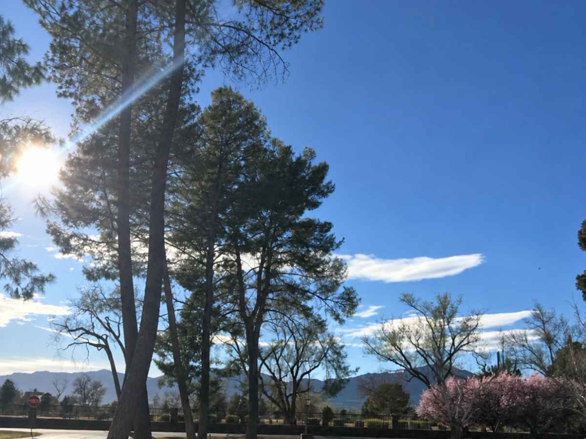 Tall slender pine trees cast long shadows across a park as sunlight flares through the branches near distant mountains.
