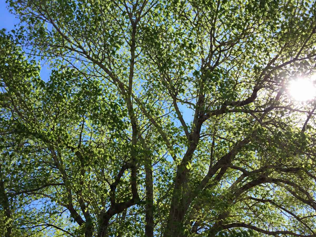 Sunlight shines through the open green canopy of a mature tree against a vivid blue sky.