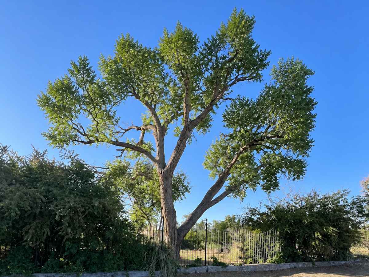 A mature pruned tree with a narrower leafy crown stands beside a metal fence beneath a vivid blue sky.
