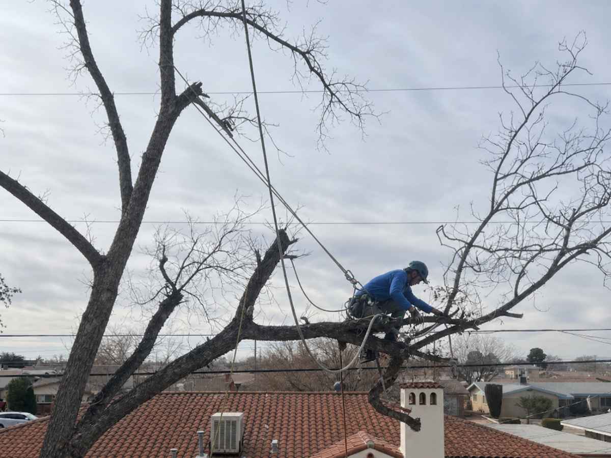 An arborist in blue works on a leafless tree branch above a cream Spanish-revival home with ropes hanging around him.