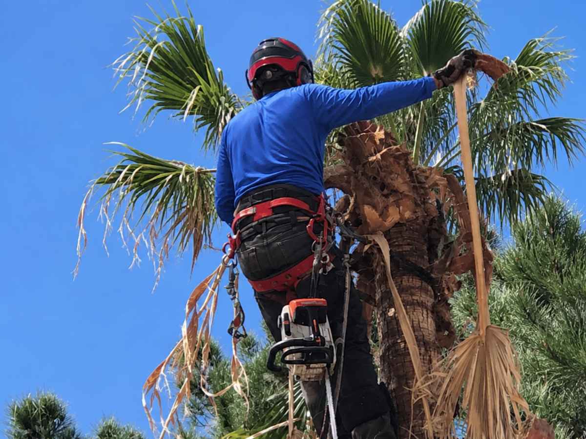 An arborist in blue climbs a trimmed palm using red safety gear with a chainsaw secured at the harness.